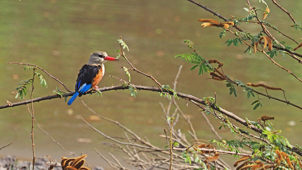 Les martins du S n gal Photo Faune Forum Olympus France